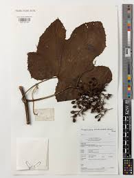 Image result for Ampelocissus