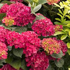 The shrub has flowers that are white or pink. Mid Sized Shrubs For A Layered Border