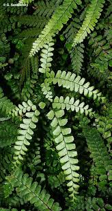 Image result for Adiantum