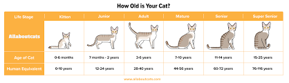 This means if your cat is six years old, their equivalent cat age in human years will be around 41. Cat Age Chart How Old Is My Cat In Human Years Fur Feathers And Fins