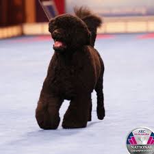 Physically he is lively and athletic, poised for any activity. Pin On Pets Animals