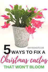 Once a christmas cactus, or thanksgiving or easter version, are in a place where they are happy, leave them there. Does Your Christmas Cactus Refuse To Bloom Stop Seething With Jealousy And Try These 5 Christma Christmas Cactus Plant Christmas Cactus Care Christmas Cactus