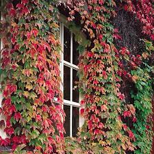 Climbing plants with flowers ireland. Buy Boston Ivy Climbing Plants From Ireland S Online Garden Shop