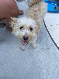 CALLING ALL RESCUES AND VENDORS! if you would like to participate in this  event, please let us know. We would love to have you participate and you  can reach out to any