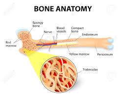 Skeletal system,skeletal system diagrams,human skeleton long bones of arms and legs,human anatomy body and more. Anatomy Of The Long Bone Periosteum Endosteum Bone Marrow Royalty Free Cliparts Vectors And Stock Illustration Image 27278068