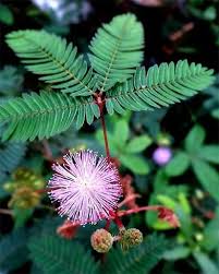 Health Benefits Of Mimosa Pudica Mimosa Plant Plants Sensitive Plant
