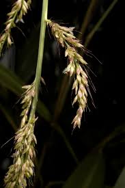Image result for Setaria atrata
