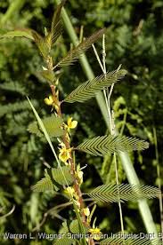 Image result for Chamaecrista wittei