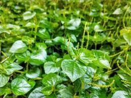 Daun sirih sendiri memang memiliki banyak manfaat terutama bagi. Harga Dan Resep Daun Sirih Cina Untuk Sembuhkan Berbagai Penyakit Seperti Ginjal Dan Rematik Ringtimes Banyuwangi