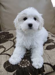 They are an amazing breed with one of the best temperaments we have ever. Coton De Tulear Puppies Coton De Tulear Puppy Coton De Tulear Dogs Coton De Tulear