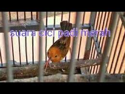 Suara burung cici padi gacor untuk pikat atau masteran. Download Video Suara Burung Cici Merah Betina Mp3 Mp4 3gp Flv Download Lagu Mp3 Gratis