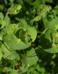 Image result for Neoholstia tenuifolia