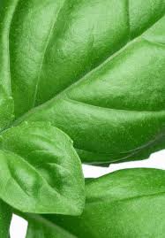 Image result for Zanthoxylum usambarense