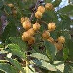 Image result for Zanthoxylum capense