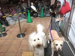 パブロフの犬から化けものと化す | 【DOG WEB〜風花通信】大阪豊中のドッグサロンfuca
