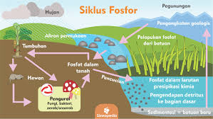 60 daur biogeokimia (daur materi) daur air daur karbon daur nitrogen daur fosfor daur sulfur. Proses Terjadinya Daur Fosfor Beserta Gambarnya Siswapedia
