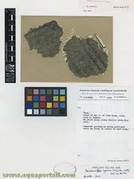 Image result for Wolffiella welwitschii