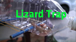 Lepas tu bukak perangkap dan buang semua lipas. 10 Cara Paling Berkesan Halau Cicak Dari Rumah