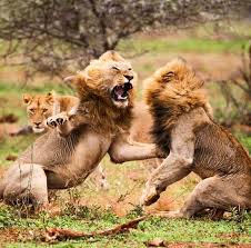 Awesome Sighting Of Two Huge Male Lions Fighting Over Who Gets To Mate With The Hot Female In The Background Kruger National Pa Animals Animals Wild Wild Cats