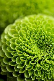 Pin By Deni Wilson On Pretty Green Green Flowers Green Rose Flower Backgrounds Flower backgrounds flower wallpaper nature wallpaper iphone wallpaper iphone backgrounds screen wallpaper wall paper phone deco floral floral wall. green flowers
