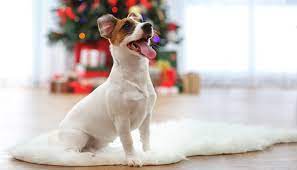 Christmas cactus is not toxic to dogs or cats. Are Christmas Cactus Poisonous To Dogs Here S What You Must Know