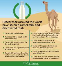 How different is camel milk from cow milk? Camel Milk 8 Benefits Reasons To Give It A Try Drjockers Com
