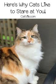 why does my cat just sit and stare at me cats cat behavior cat sitting