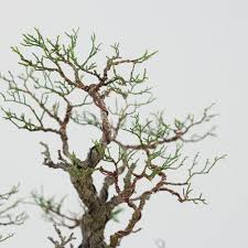 Image result for Callitris endlicheri