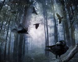 Image of Crows in a forest