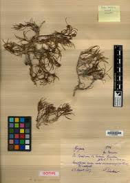 Image result for Geigeria engleriana