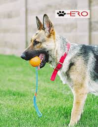 Daily exercise is also important to prevent destructive behavior. German Shepherd Rottweiler Mix Breed Facts Information