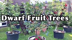 Our fruit trees with the smallest mature height are 'dwarf' fruit trees. Dwarf Fruit Trees In Containers Youtube