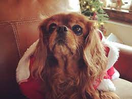 News Page 2 Of 6 Bliss Cavalier Rescue