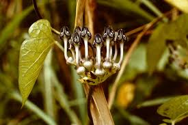 Image result for Ceropegia papillata