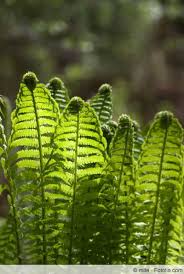 Pflege Von Farn Im Garten Pflanzen Schneiden Und Entfernen Achtung Kalk Killt Farn Hausgarten Net Farne Garten Garten Pflanzen Farn Pflanze