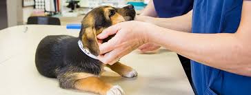 We would like to show you a description here but the site won't allow us. The Pet Clinic Home Facebook