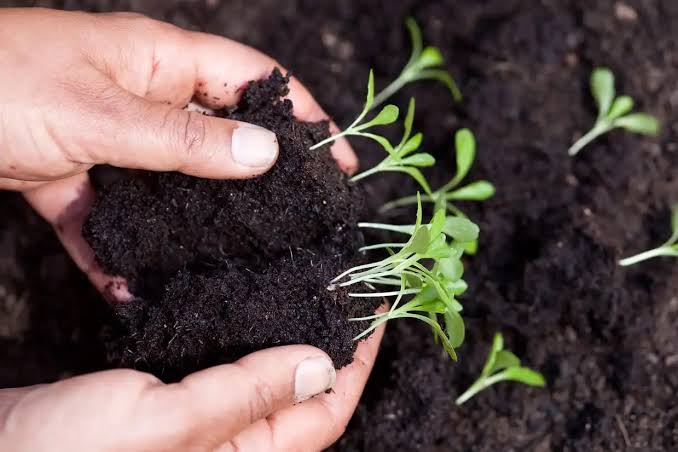 Tea Seed Meal Powder manufacturer