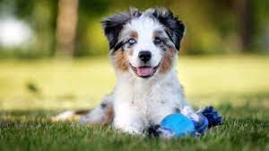 From wikipedia, the free encyclopedia. Mini Australian Shepherd Welpen Welpenknigge De