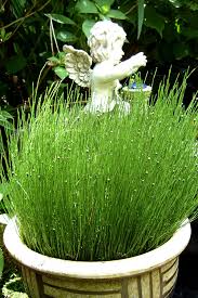 It is evergreen, with black banded leaves, giving a very architectural effect. Buy Dwarf Horsetail Reed Grass Free Shipping Equisetum Scirpoides Grass Plants For Sale Online From Wilson Bros Gardens