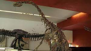 It can be a little confusing. Fifteen Fossilized Dinosaur Eggs Provide Clues On Prehistoric Parenting Skills Technology News Firstpost