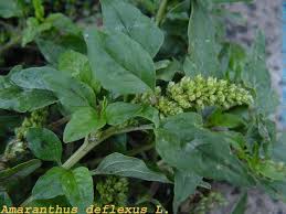 Image result for Amaranthus deflexus