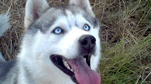 Siberian husky puppies available for new home +1 (443) 877 9202 registered/registerable, current vaccinations, health certificate, health guarantee additional…. Blue Eyes Blue Eyes White Siberian Husky Novocom Top
