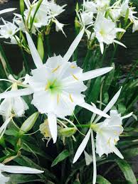 These trees make excellent additions the tulip tree, also known as yellow poplar, white poplar, tulip poplar and whitewood, is a common flowering tree in alabama and most of the. Cahaba Lilies Alabama By Brian Fortenberry Plants Unusual Plants Weird Plants
