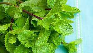 Image result for mint
