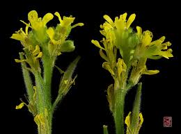 Image result for Sisymbrium burchellii