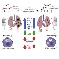Libro de karina y marina pdf. Differential Roles Of The Calcium Ion Channel Trpv4 In Host Responses To Mycobacterium Tuberculosis Early And Late In Infection Iscience X Mol