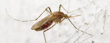Poisonous spider bites can cause major illness or even death. Mosquito Bites And Your Cat Hartz
