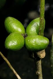 Image result for Vepris grandifolia