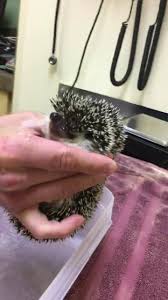 I recommend avian & exotic animal care as the best exotic pet vet in the triangle. Avian And Exotic Animal Care Home Facebook