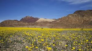 Maybe you would like to learn more about one of these? Time Lapse Of Desert Wildflower Stock Footage Video 100 Royalty Free 17383057 Shutterstock